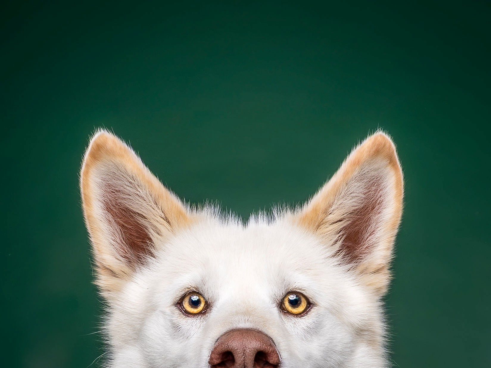 shasta ways to support