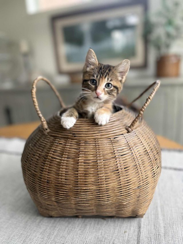 An adoptable rescue cat waiting for a forever home with Rescue Network in Minnesota