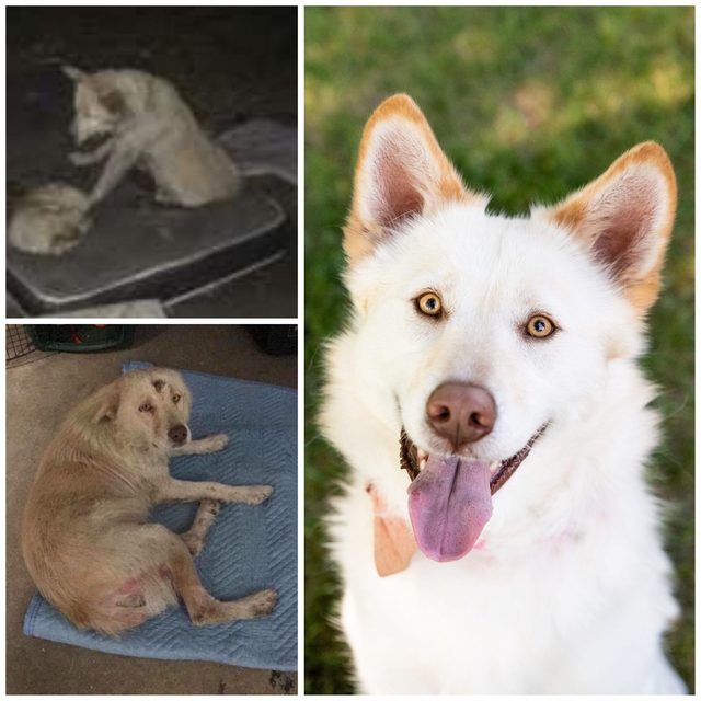 Shasta, an adoptable rescue dog from Rescue Network's foster homes in Minnesota