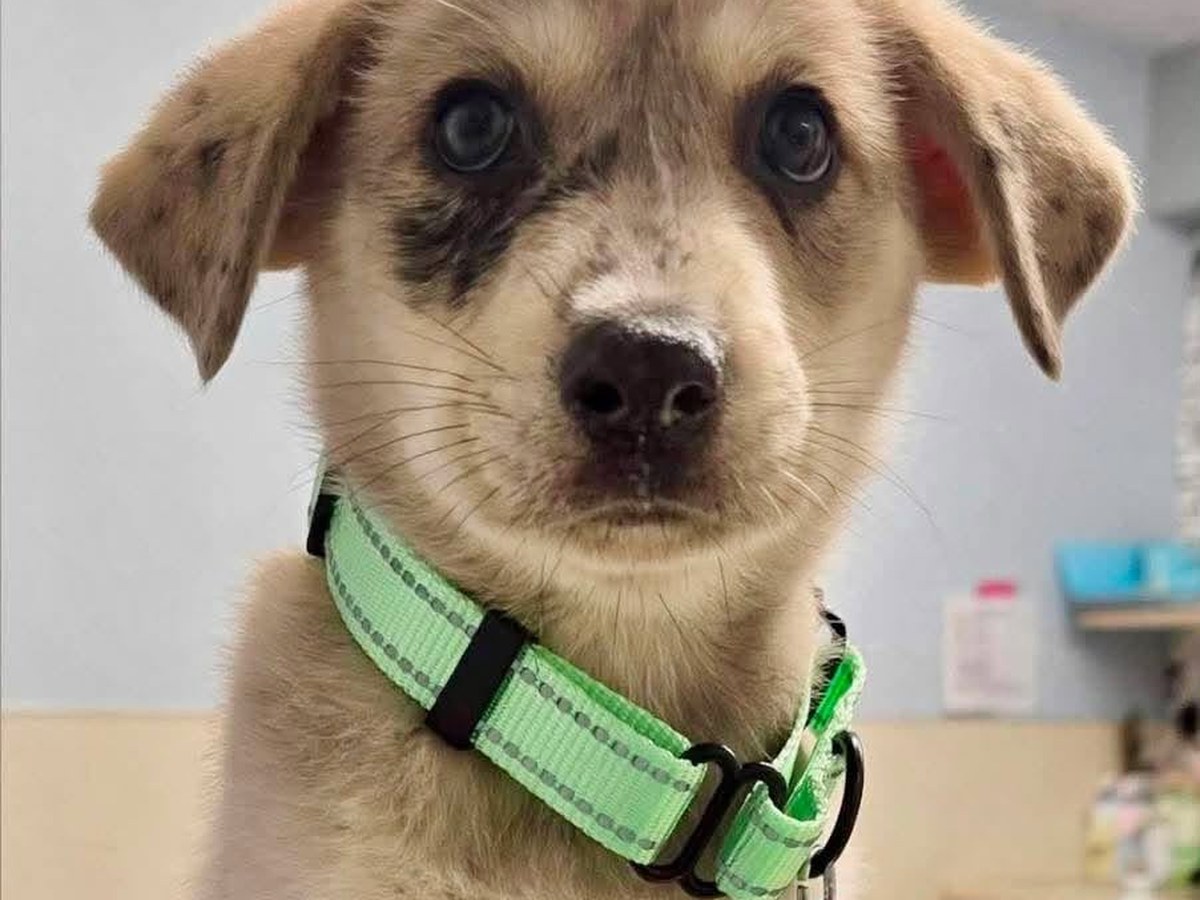 A rescue puppy wearing a green collar and ID tag