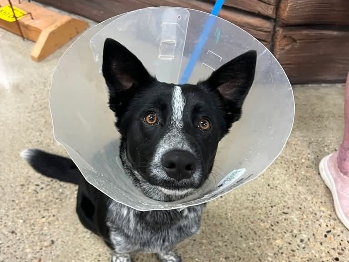 A rescue dog in a recovery cone after surgery