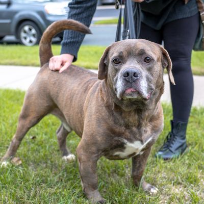 A big brindle dog with a gray muzzle on the grass
