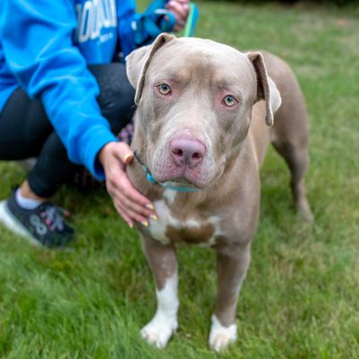 A lilac-colored pit bull mix on the grass