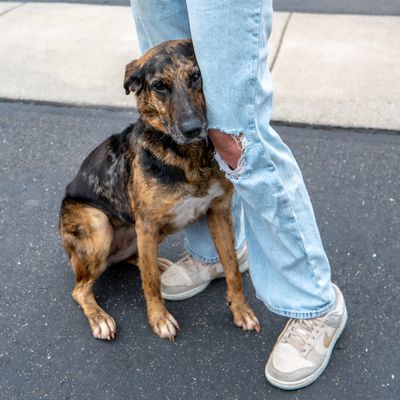 A merle dog leaning against a person's legs