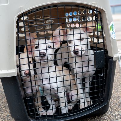Three white puppies in a travel crate