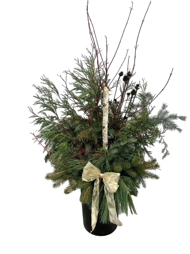Porch Pot A: cedar and spruce with red twig dogwood, a birch pole, dried coneflowers and a gold bow, in a black pot