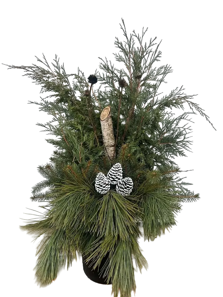 Porch Pot B: cedar and long-needle pine with a birch log, dried coneflowers and three white-tipped pinecones, in a black pot