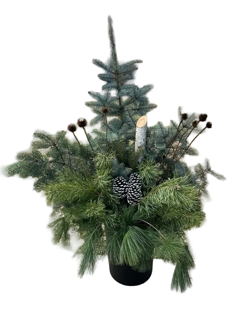 Porch Pot C: a blue spruce top over pine, with a birch pole, dried coneflowers and white-tipped pinecones, in a black pot